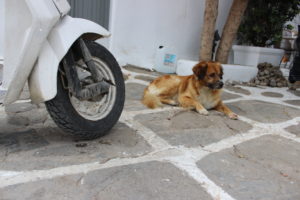 dog on Greek street