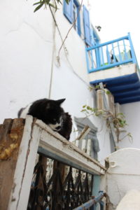cat in Greek street