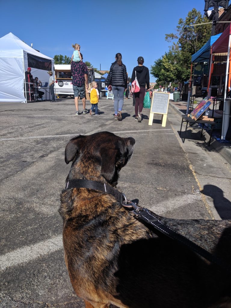 Walking a dog at the farmers market