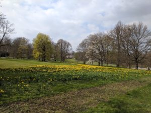Green park with yellow flowers