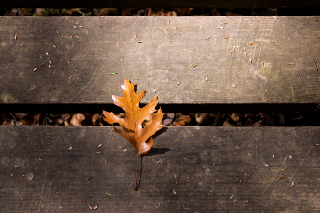Orange leaf on a wooden bridge