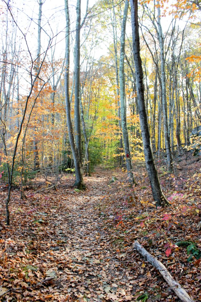 Leaf-covered path with fall foliage